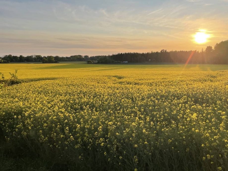 Rapsfältet blommar