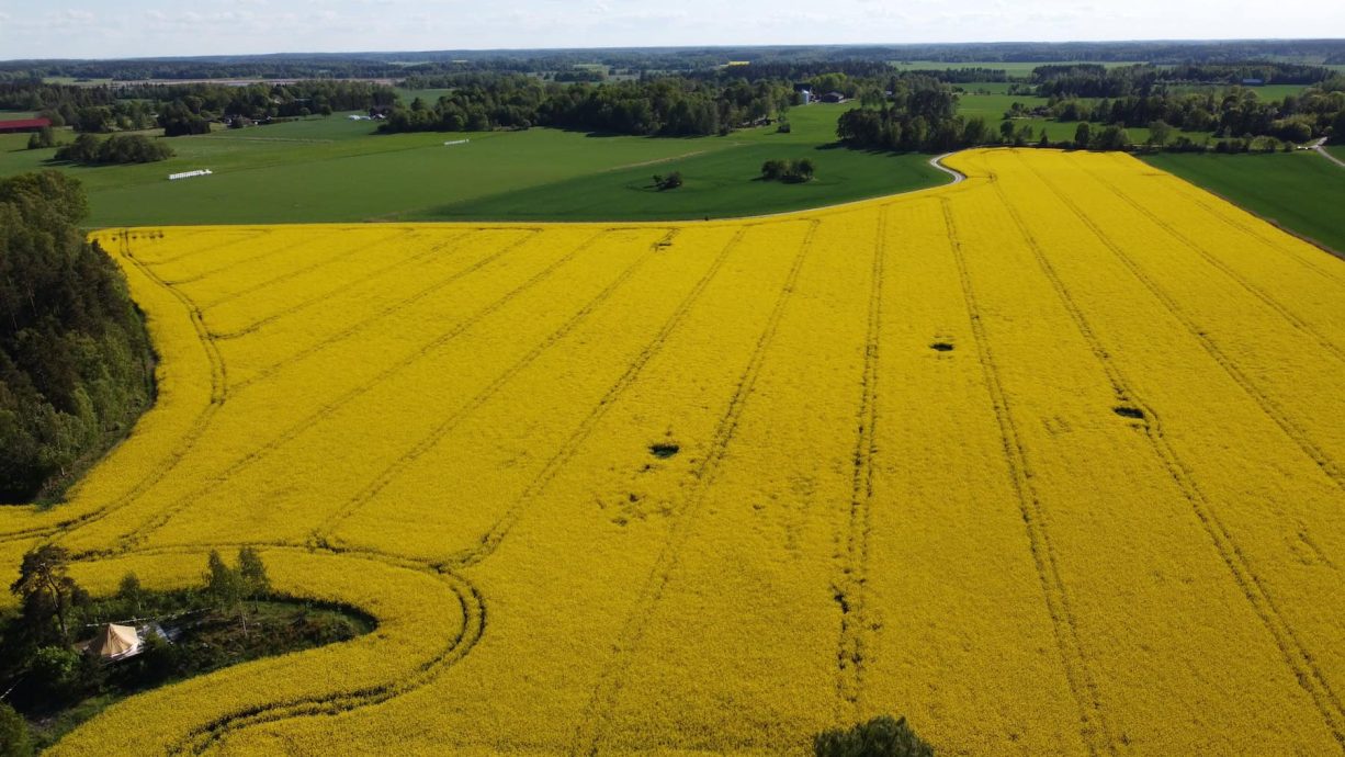 Rapsfältet blommar