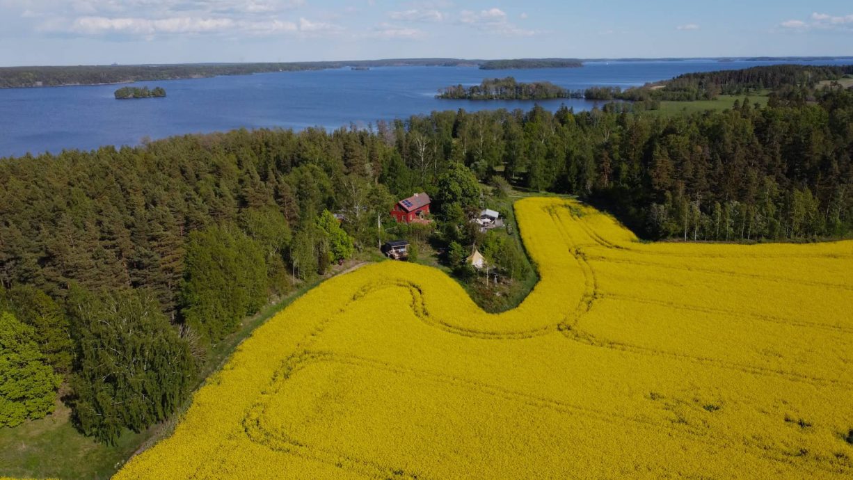 Rapsfältet blommar
